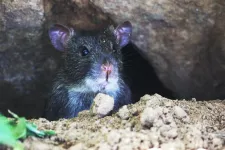 They might look adorable, but mice can do a lot of damage in a house.